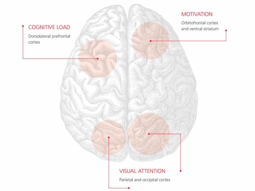 canada-brain-study-1024